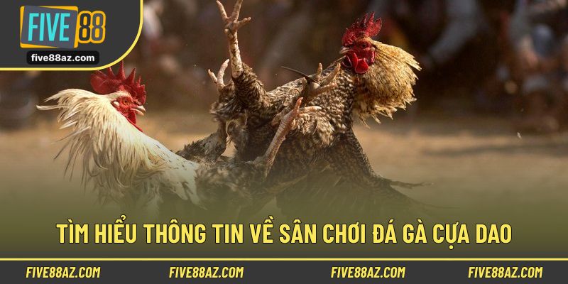 Thông tin sơ lược về loại hình đá gà cựa dao tại FIVE88