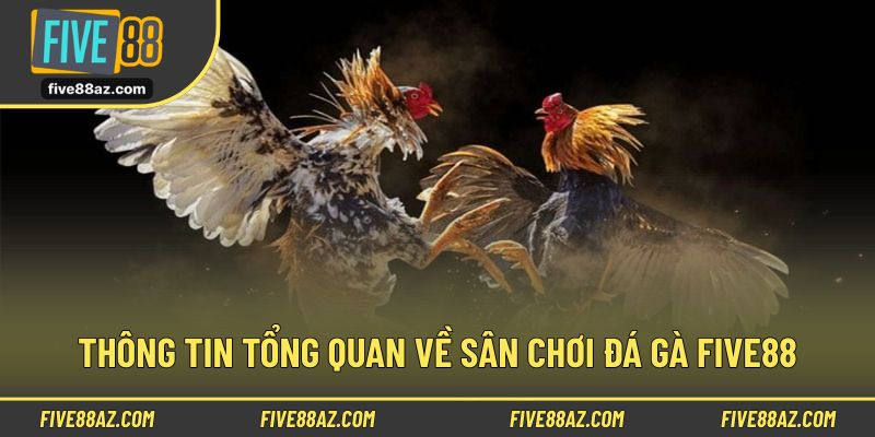 Thông tin tổng quan về sân chơi đá gà FIVE88